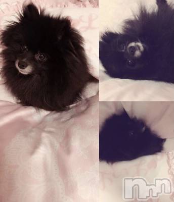 ƲХ顦151-A() ߤ410̥֥֤🐶💓✨
