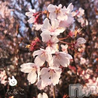 伊那デリヘルピーチガール ななこ(27)の4月13日写メブログ「桜咲く♡」
