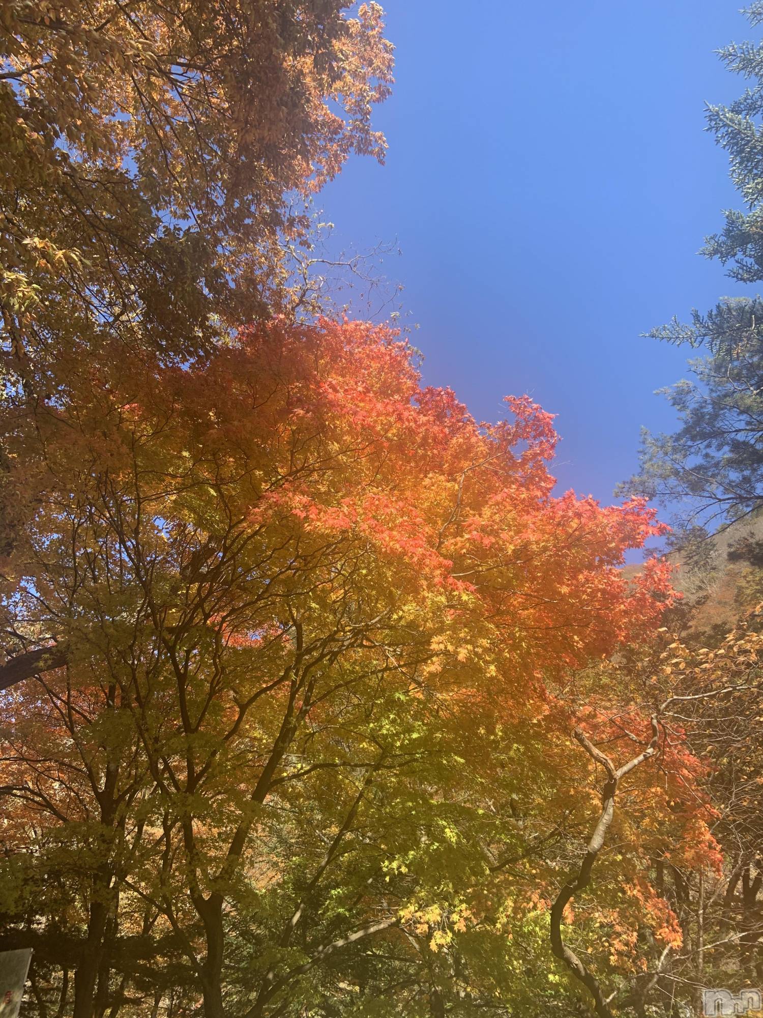 長野ぽっちゃりぽっちゃり癒し姫in長野(ポッチャリイヤシヒメインナガノ)社交的☆小梅姫(42)の2020年11月9日写メブログ「紅葉狩り(⑅﻿ˊᵕˋ⑅﻿)ﾎｯｺﾘ」