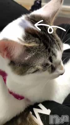 ä