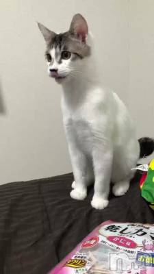 Ĥϡ