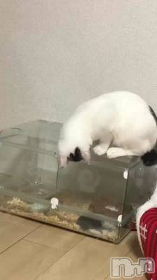 ȥȥ꡼