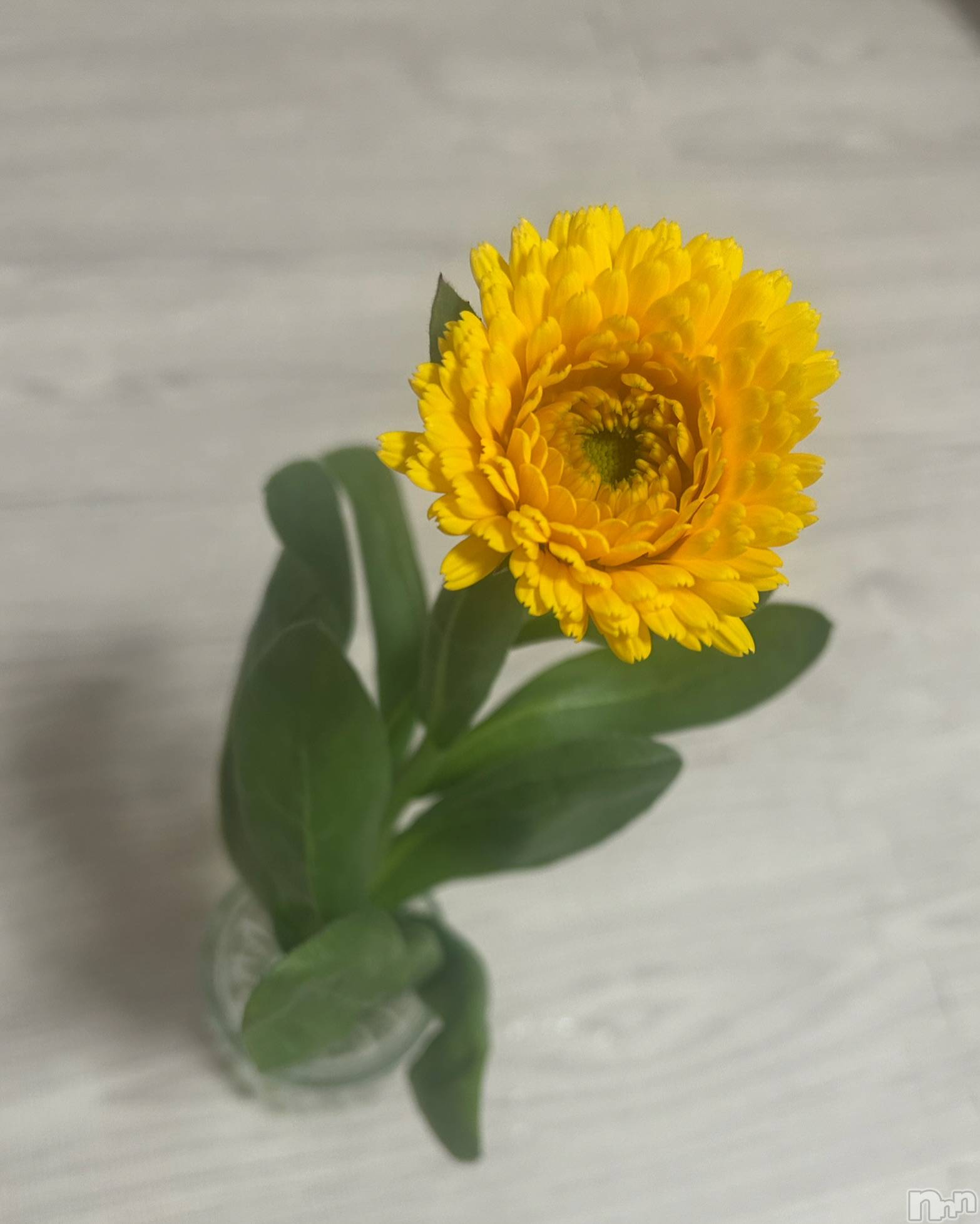 長岡デリヘル長岡人妻市(ナガオカヒトヅマイチ)せな★キレイ×可愛い=キレカワ★(35)の2025年2月26日写メブログ「一輪の愛」