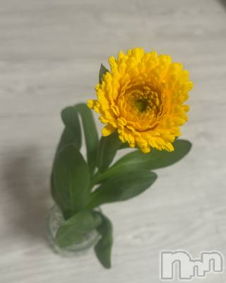 長岡デリヘル 長岡人妻市(ナガオカヒトヅマイチ) せな★キレイ×可愛い=キレカワ★(35)の2月26日写メブログ「一輪の愛」