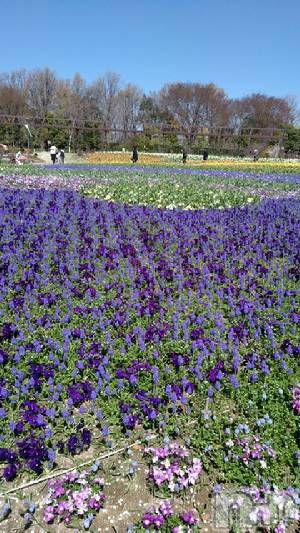 新潟デリヘル五十路マダム新潟店(カサブランカグループ)(イソジマダムニイガタテン)速水ゆうき(58)の2019年5月17日写メブログ「ゆうきです！」