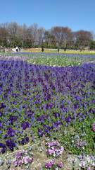 新潟デリヘル五十路マダム新潟店(カサブランカグループ)(イソジマダムニイガタテン) 速水ゆうき(58)の5月17日写メブログ「ゆうきです！」