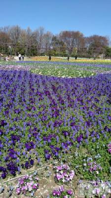 新潟デリヘル 五十路マダム新潟店(カサブランカグループ)(イソジマダムニイガタテン) 速水ゆうき(58)の5月17日写メブログ「ゆうきです！」