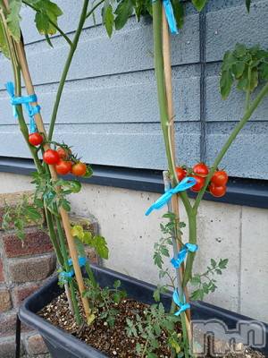 新潟デリヘル 五十路マダム新潟店(カサブランカグループ)(イソジマダムニイガタテン) 速水ゆうき(58)の7月13日写メブログ「ゆうきです！」