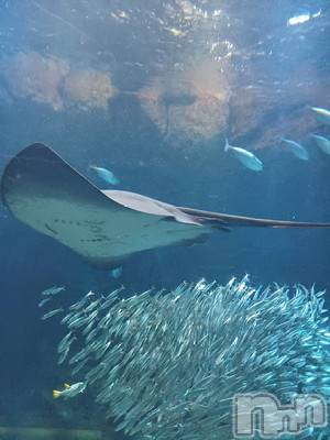 新潟デリヘル 五十路マダム新潟店(カサブランカグループ)(イソジマダムニイガタテン) 速水ゆうき(58)の5月30日写メブログ「ゆうきです！」