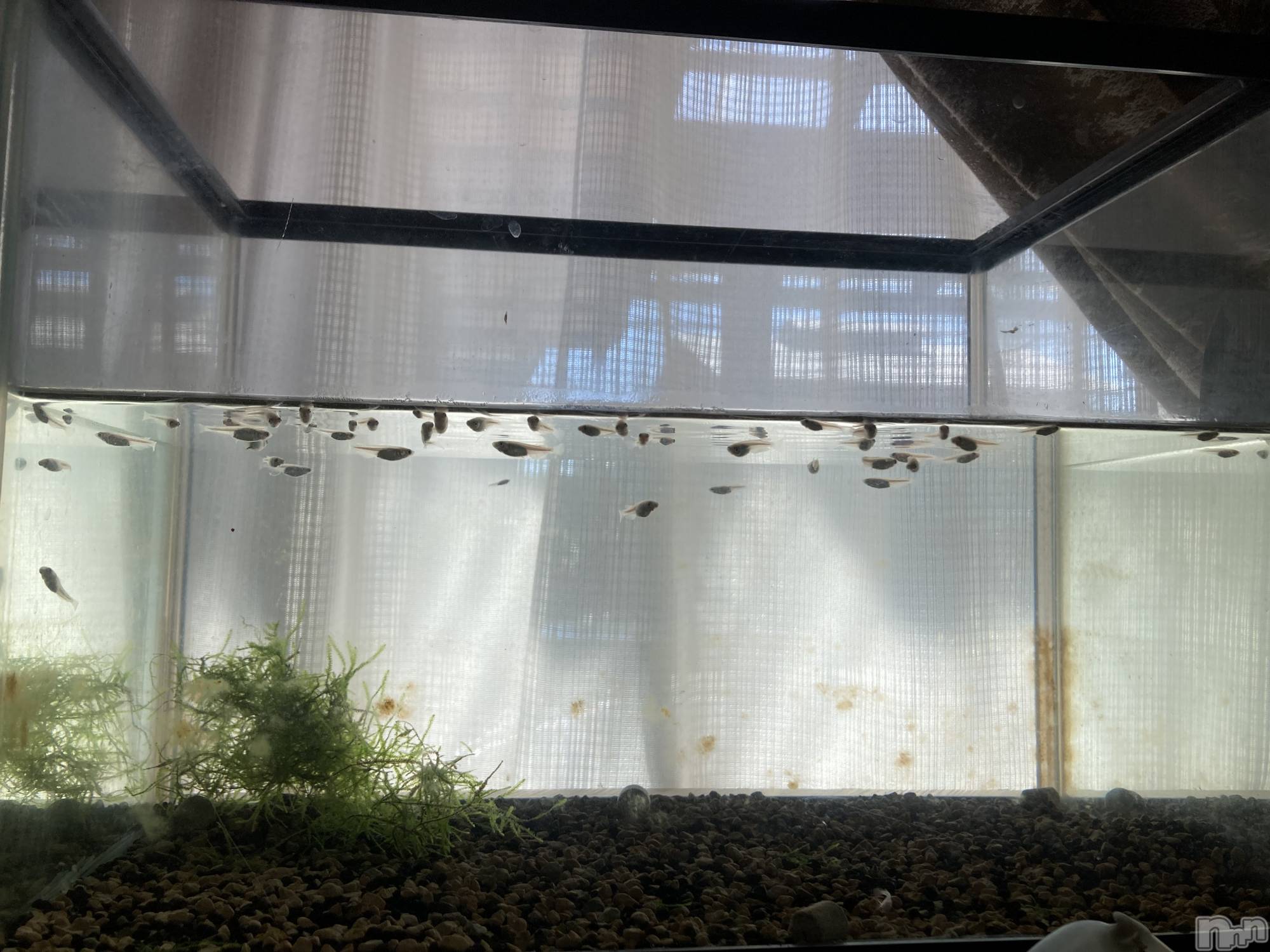 ĮХ顦La Clacion(鎥饷) 2021ǯ926̥֥🐟