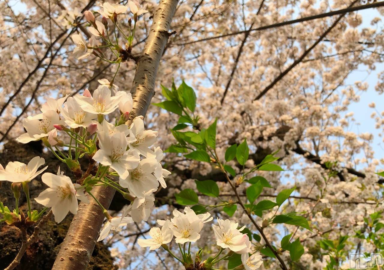 長岡デリヘルMimi(ミミ)えま(27)の2019年4月9日写メブログ「長岡向かってます♡」