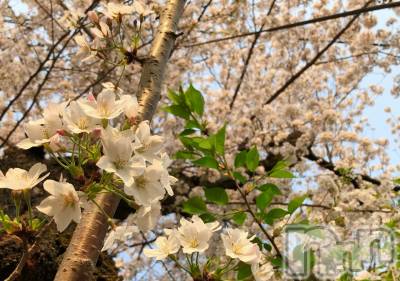 長岡デリヘル Mimi(ミミ) えま(27)の4月9日写メブログ「長岡向かってます♡」