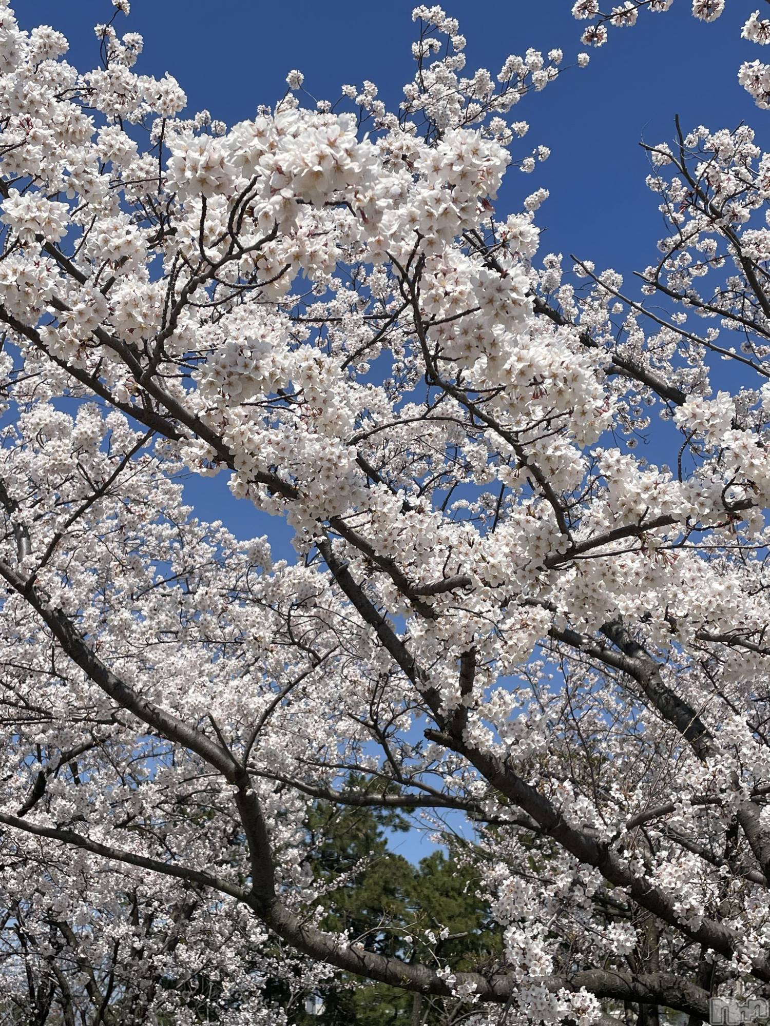 三条デリヘル人妻じゅんちゃん-出稼ぎ0！地元の奥様専門-(ヒトヅマジュンチャン)浅見さやか☆容姿端麗美人(45)の2023年4月2日写メブログ「お花見日和🌸」