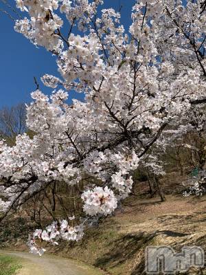 三条デリヘル 人妻じゅんちゃん-出稼ぎ0！地元の奥様専門-(ヒトヅマジュンチャン) 浅見さやか☆容姿端麗美人(45)の3月6日写メブログ「桜餅🌸」