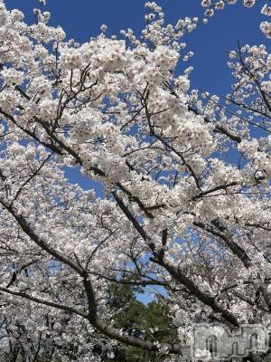 三条デリヘル 人妻じゅんちゃん-出稼ぎ0！地元の奥様専門-(ヒトヅマジュンチャン) 浅見さやか☆容姿端麗美人(45)の4月2日写メブログ「お花見日和🌸」