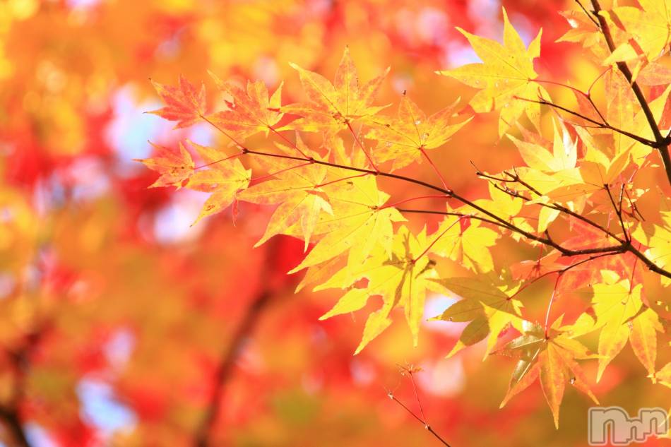 新潟デリヘル(スズランニイガタテン)の2022年9月24日お店速報「あなたは何の秋を過ごす予定ですか？✨」