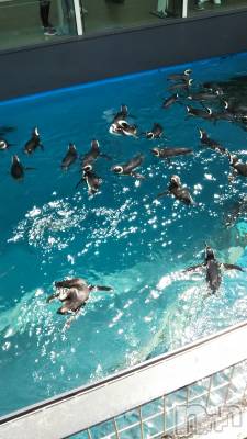 松本発デリヘル VANILLA(バニラ) みかさ(22)の4月28日写メブログ「水族館」