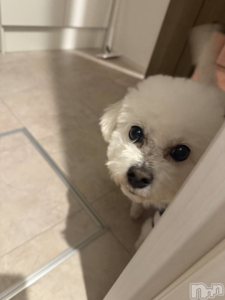 Х顦LYNX(󥯥) ΤۤΤ1123̥֥׾촶