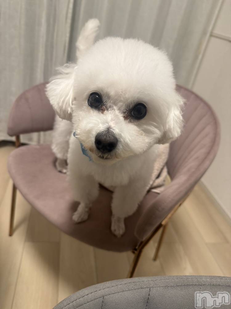 Х顦LYNX(󥯥) ΤۤΤ1127̥֥1