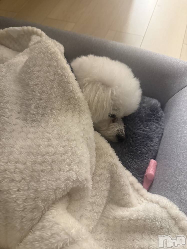 Х顦LYNX(󥯥) ΤۤΤ1128̥֥Ѥʤ