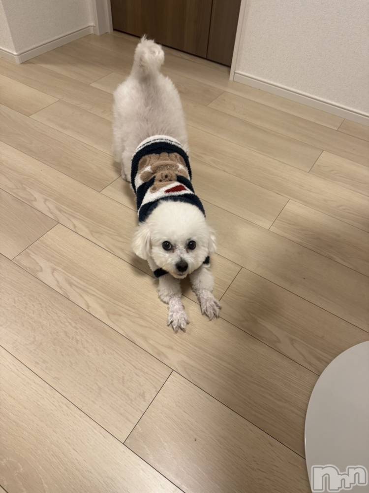 �����������Х��顦�����LYNX(��󥯥�) �����ΤۤΤ���12��29���̥�֥����֤�����Ǥá���