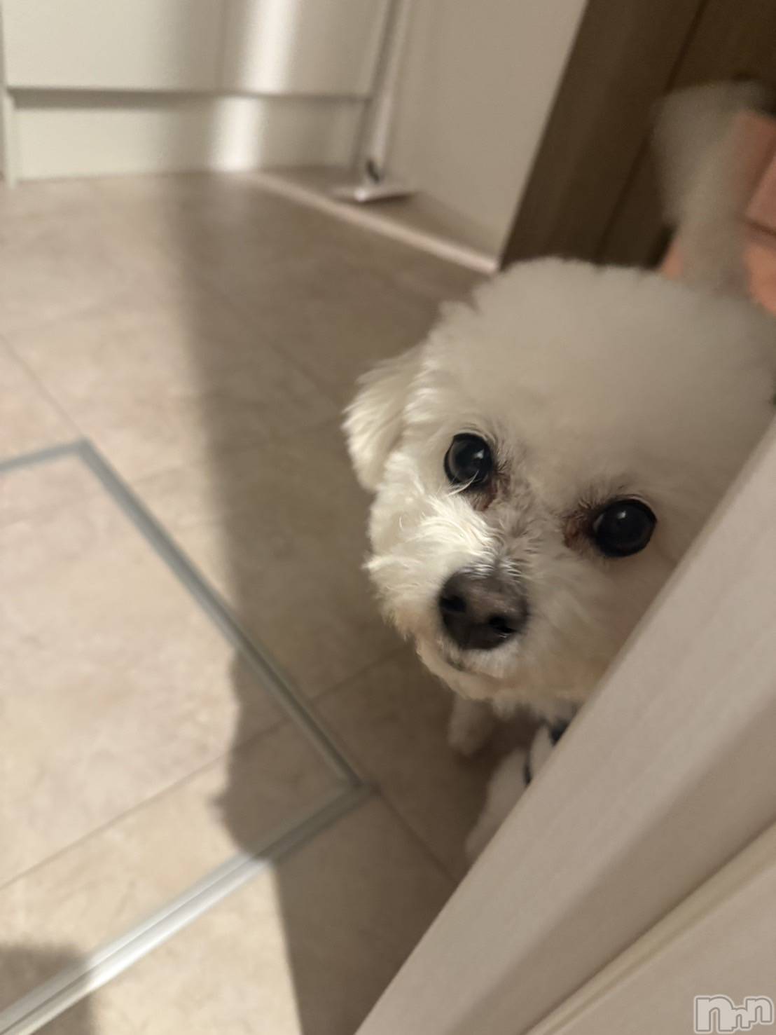 Х顦LYNX(󥯥) 2025ǯ1123̥֥׾촶