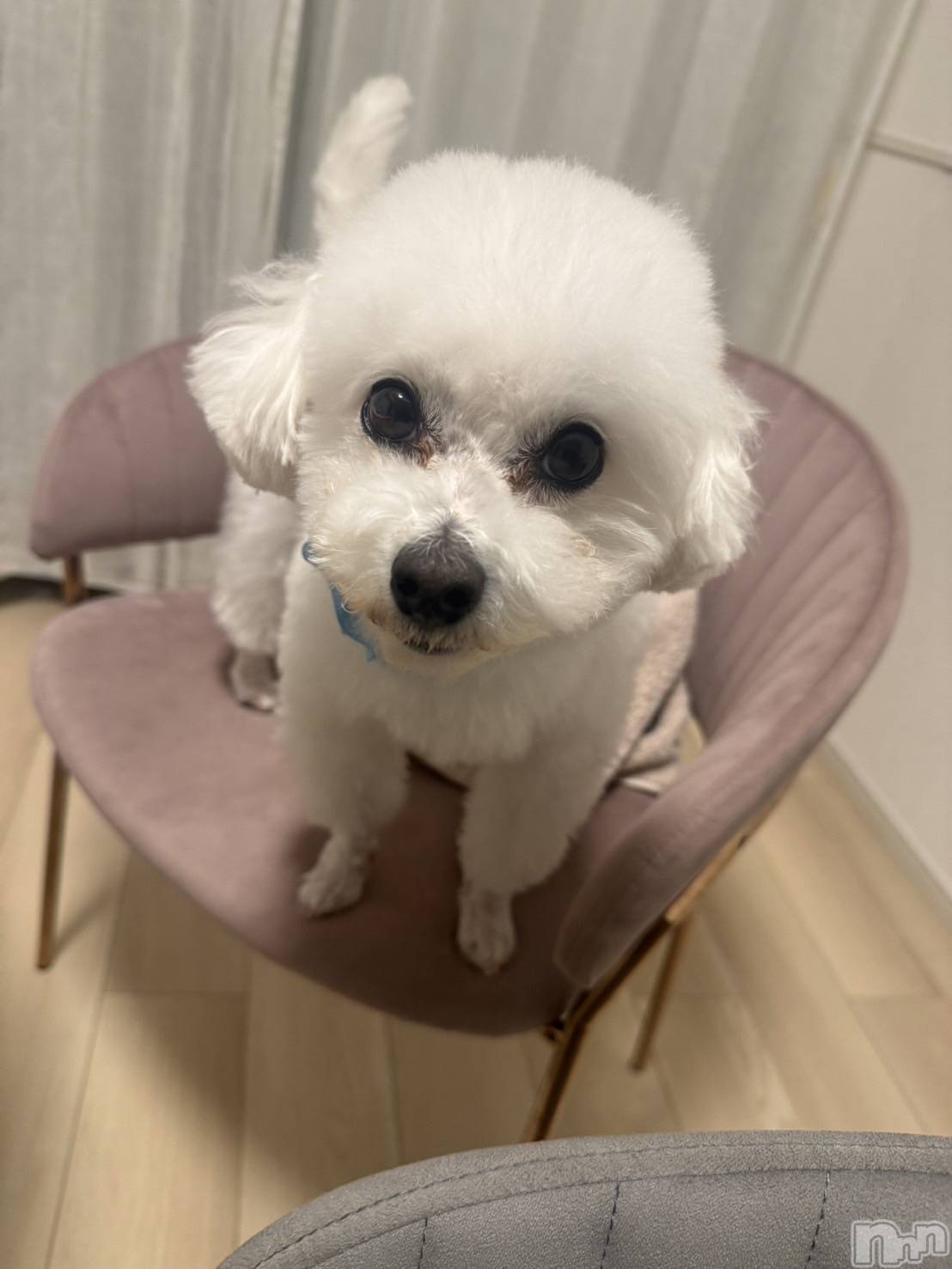 Х顦LYNX(󥯥) 2025ǯ1127̥֥1