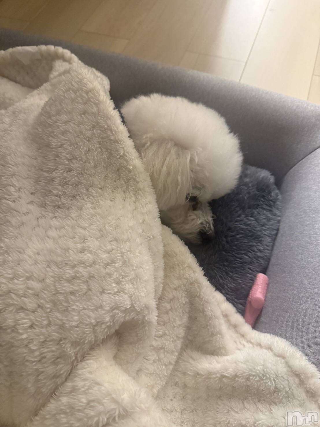 Х顦LYNX(󥯥) 2025ǯ1128̥֥Ѥʤ