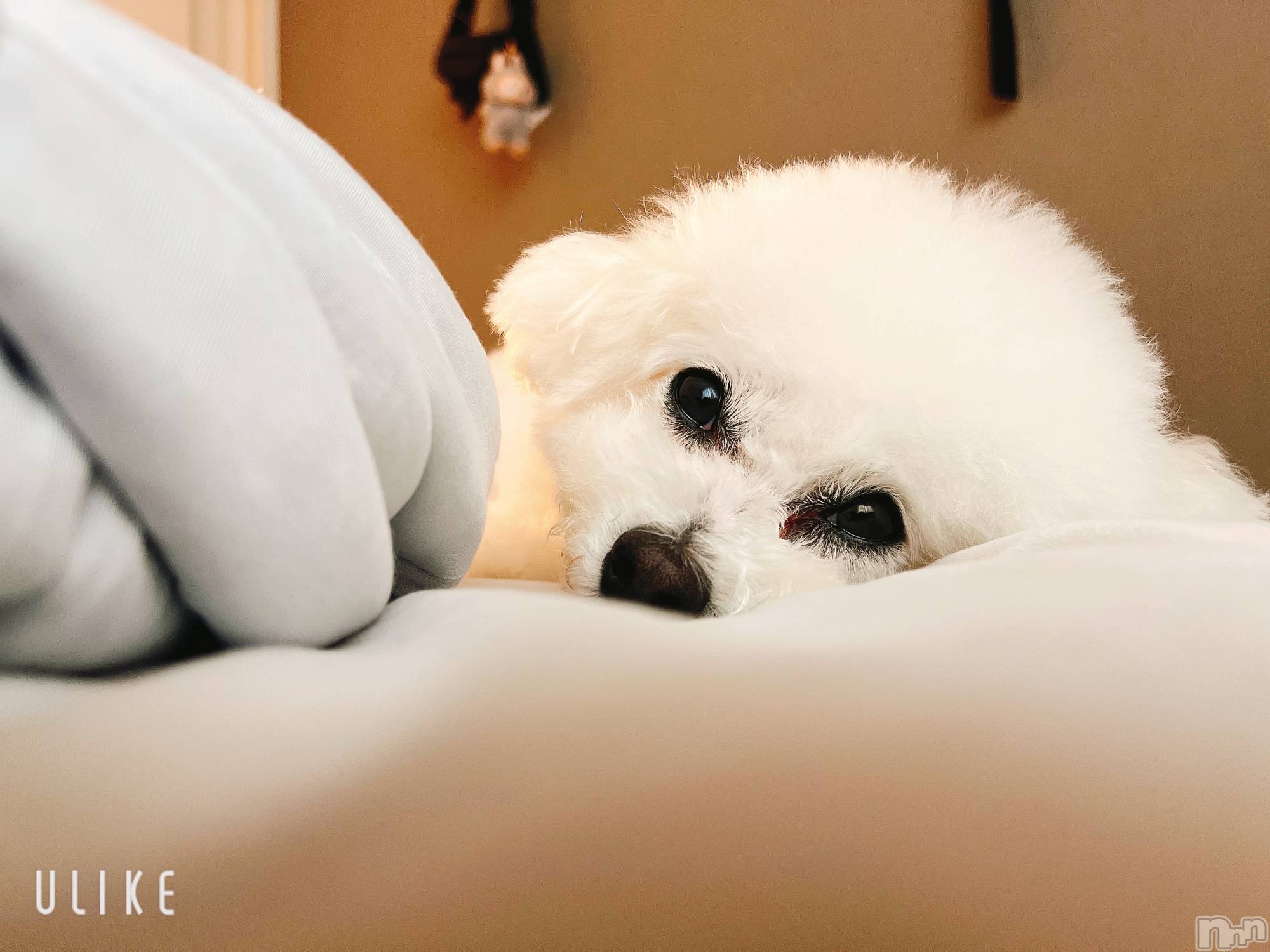 Х顦LYNX(󥯥) 2025ǯ1130̥֥ȿ§🤦‍️