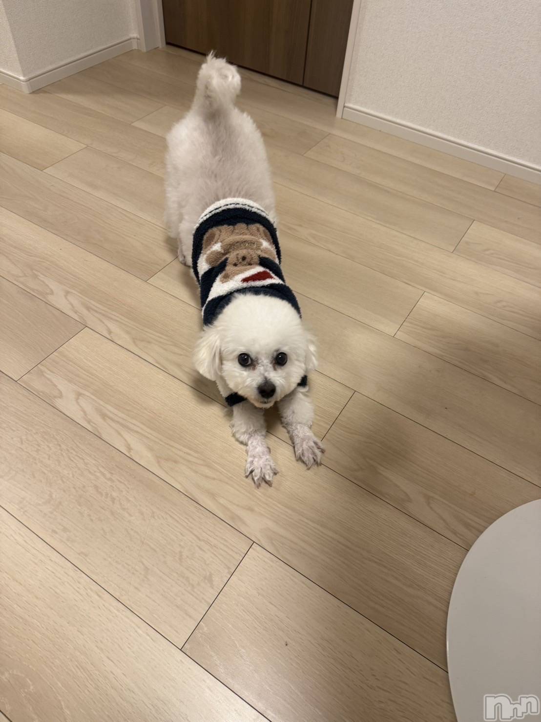 �����������Х��顦�����LYNX(��󥯥�) ��2025ǯ12��29���̥�֥����֤�����Ǥá���