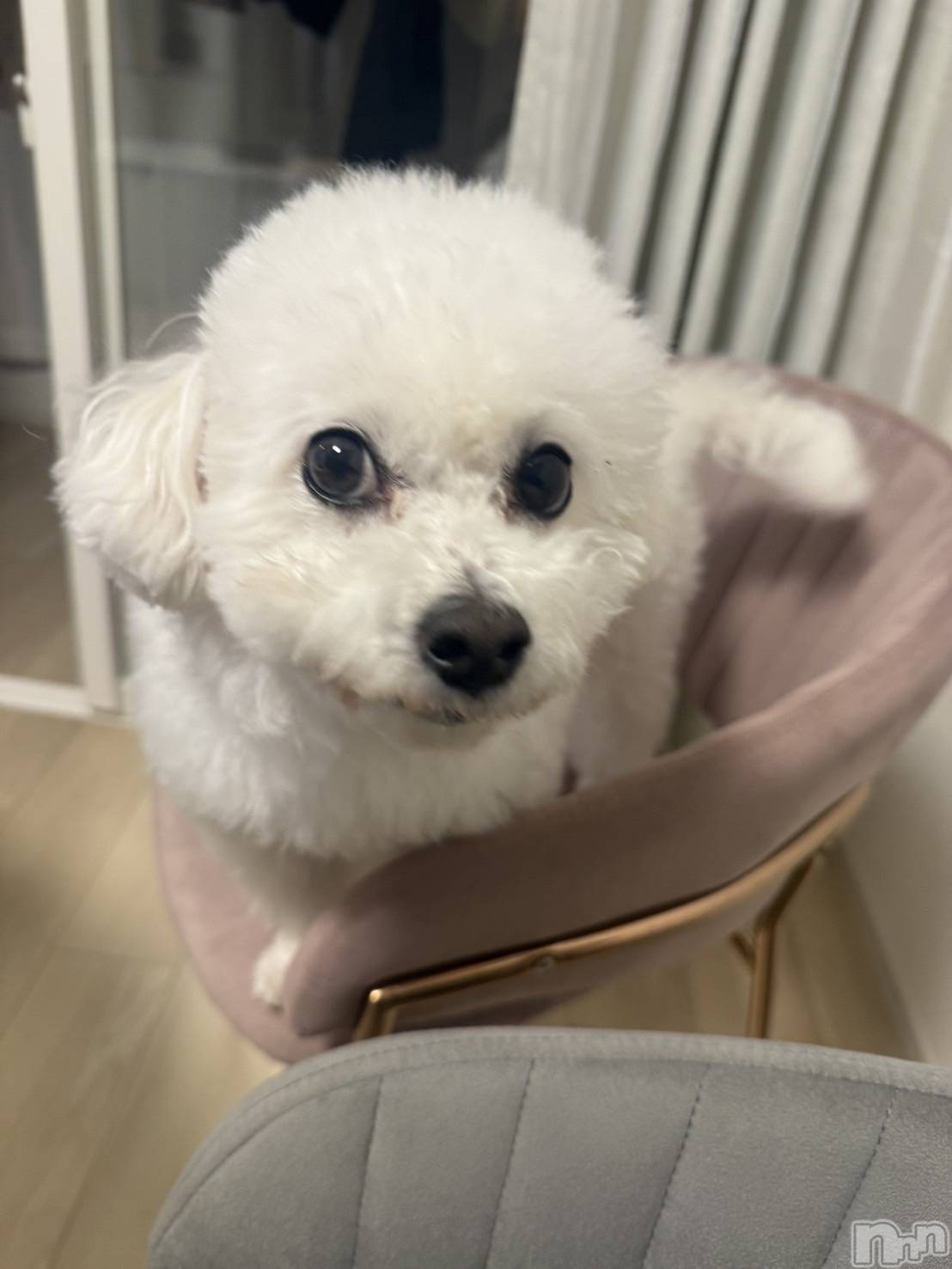 �����������Х��顦�����LYNX(��󥯥�) ��2025ǯ12��31���̥�֥����ּ����������