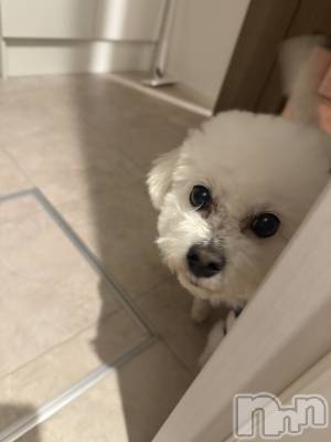 Х顦LYNX(󥯥) ΤۤΤ1123̥֥׾촶