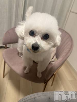 �����������Х��顦�����LYNX(��󥯥�) �����ΤۤΤ���11��27���̥�֥�����1����������