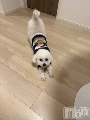 �����������Х��顦�����LYNX(��󥯥�) �����ΤۤΤ���12��29���̥�֥����֤�����Ǥá���