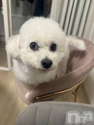 �����������Х��顦�����LYNX(��󥯥�) �����ΤۤΤ���12��31���̥�֥����ּ����������