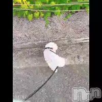 ΤۤΤ 