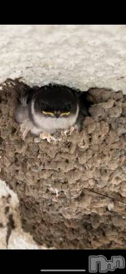 松本発デリヘル VANILLA(バニラ) まみ(19)の2月14日写メブログ「可愛い😆」