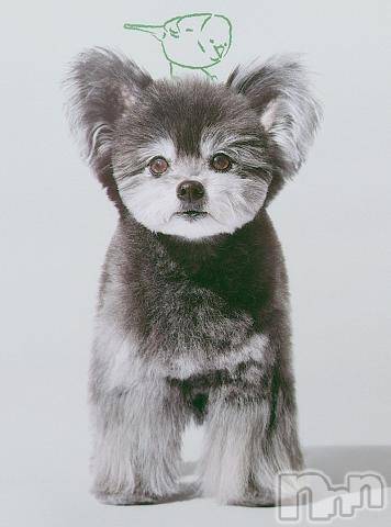 新潟デリヘル五十路マダム新潟店(カサブランカグループ)(イソジマダムニイガタテン) 鈴木かのん(43)の11月5日写メブログ「お詫びとお願い。」