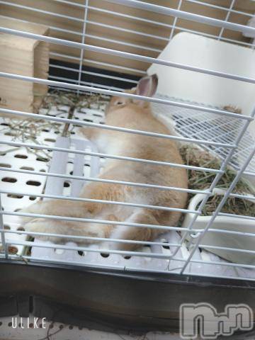 新潟デリヘル五十路マダム新潟店(カサブランカグループ)(イソジマダムニイガタテン) 鈴木かのん(43)の5月29日写メブログ「出勤するよ♪」