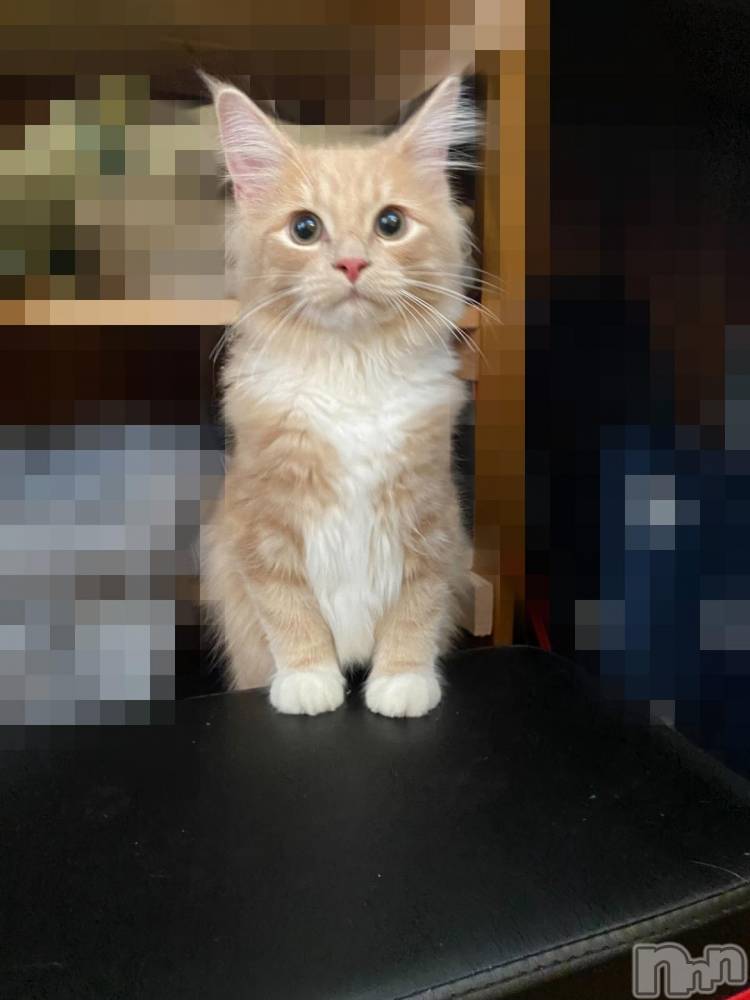 新潟デリヘル五十路マダム新潟店(カサブランカグループ)(イソジマダムニイガタテン) 鈴木かのん(43)の10月31日写メブログ「時間変更しました(´・ω・`)」