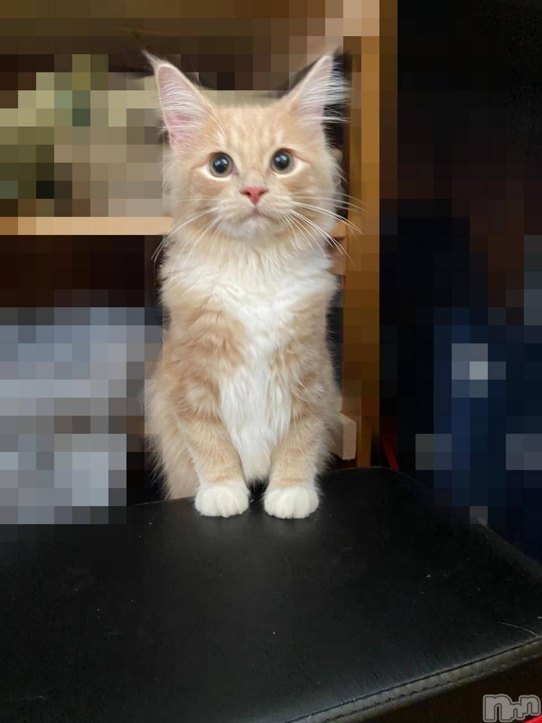 新潟デリヘル五十路マダム新潟店(カサブランカグループ)(イソジマダムニイガタテン)鈴木かのん(43)の2024年10月31日写メブログ「時間変更しました(´・ω・`)」