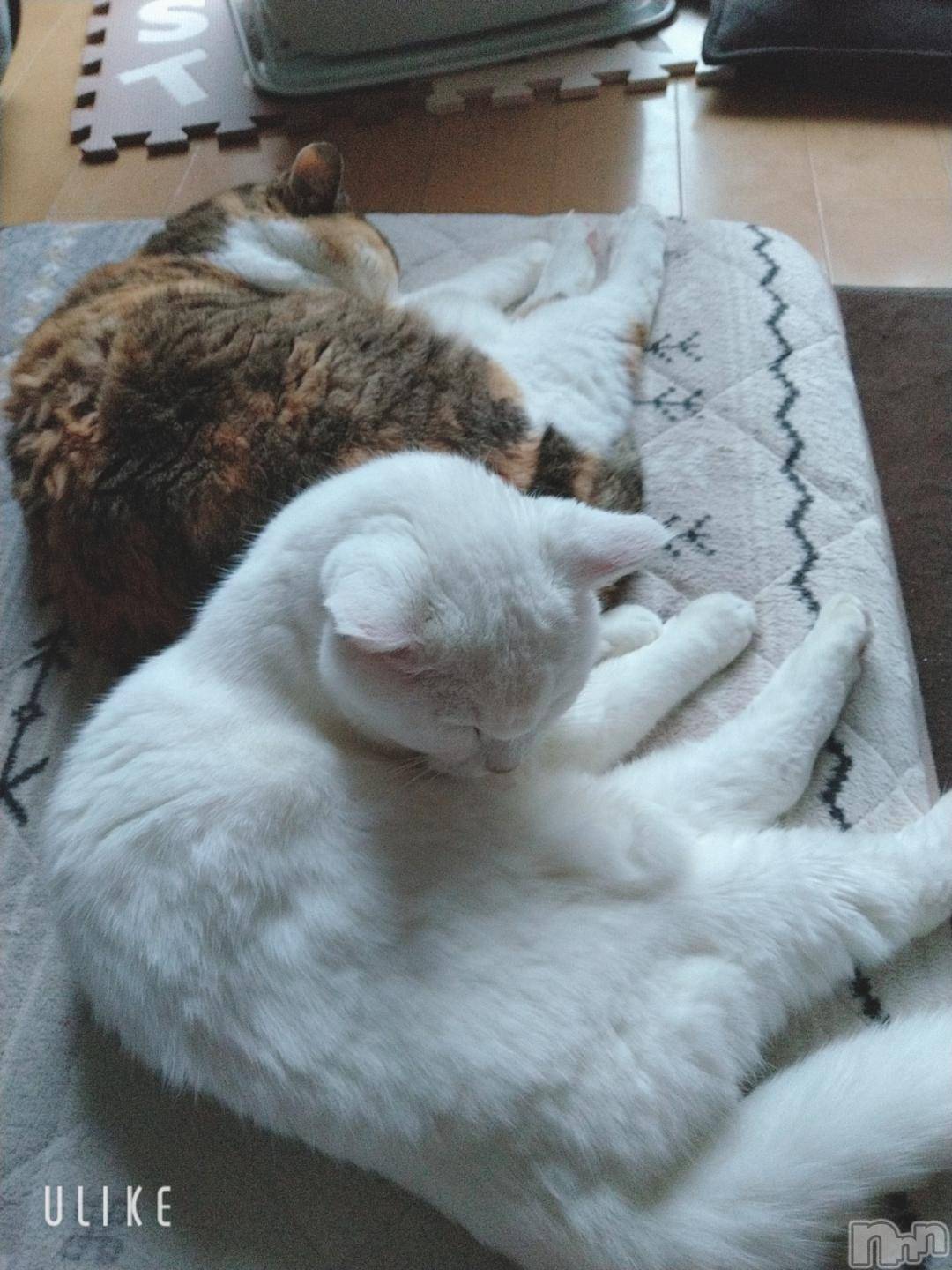 新潟デリヘル五十路マダム新潟店(カサブランカグループ)(イソジマダムニイガタテン)鈴木かのん(43)の2024年12月6日写メブログ「久しぶりに♪」