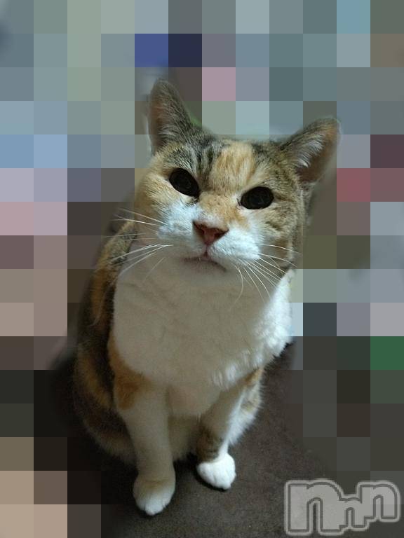 新潟デリヘル五十路マダム新潟店(カサブランカグループ)(イソジマダムニイガタテン)鈴木かのん(43)の2025年4月17日写メブログ「おばあにゃん(=^・^=)」