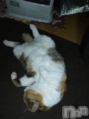 新潟デリヘル五十路マダム新潟店(カサブランカグループ)(イソジマダムニイガタテン) 鈴木かのん(43)の12月29日写メブログ「広げすぎ！！笑」