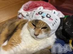 新潟デリヘル五十路マダム新潟店(カサブランカグループ)(イソジマダムニイガタテン) 鈴木かのん(43)の7月3日写メブログ「モモンガはハナコ。」