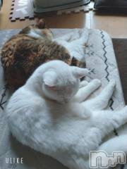 新潟デリヘル五十路マダム新潟店(カサブランカグループ)(イソジマダムニイガタテン) 鈴木かのん(44)の12月6日写メブログ「久しぶりに♪」