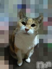 新潟デリヘル五十路マダム新潟店(カサブランカグループ)(イソジマダムニイガタテン) 鈴木かのん(43)の4月17日写メブログ「おばあにゃん(=^・^=)」