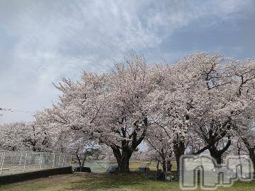 新潟デリヘル 五十路マダム新潟店(カサブランカグループ)(イソジマダムニイガタテン) 鈴木かのん(43)の4月11日写メブログ「さくら と かのん♪」