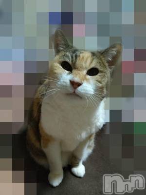 新潟デリヘル 五十路マダム新潟店(カサブランカグループ)(イソジマダムニイガタテン) 鈴木かのん(43)の4月17日写メブログ「おばあにゃん(=^・^=)」