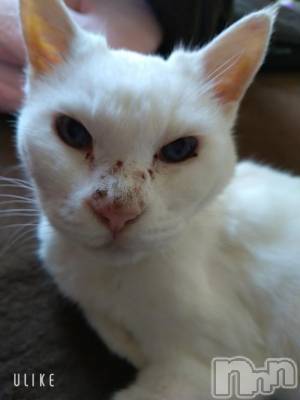 新潟デリヘル 五十路マダム新潟店(カサブランカグループ)(イソジマダムニイガタテン) 鈴木かのん(43)の9月4日写メブログ「今度は・・・」